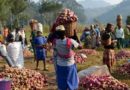 Rulindo : Abahinzi b’ibijumba bishimiye ibyiza iki gihingwa gikomeje kubagezaho