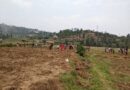 Karongi farmers abandon mulberry cultivation after years of losses Karongi farmers abandon mulberry cultivation after years of losses