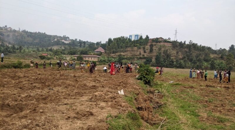 Karongi farmers abandon mulberry cultivation after years of losses Karongi farmers abandon mulberry cultivation after years of losses