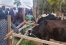 Gicumbi residents show how Girinka is changing lives