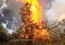 Nyungwe fire contained after affecting more than 17 hectares in Nyaruguru