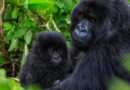 Why Rwanda gives its baby gorillas names — and why the tradition matters