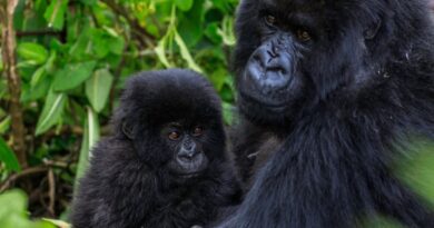 Why Rwanda gives its baby gorillas names — and why the tradition matters